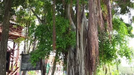 vista panorámica de un árbol de banyan y una vegetación exuberante