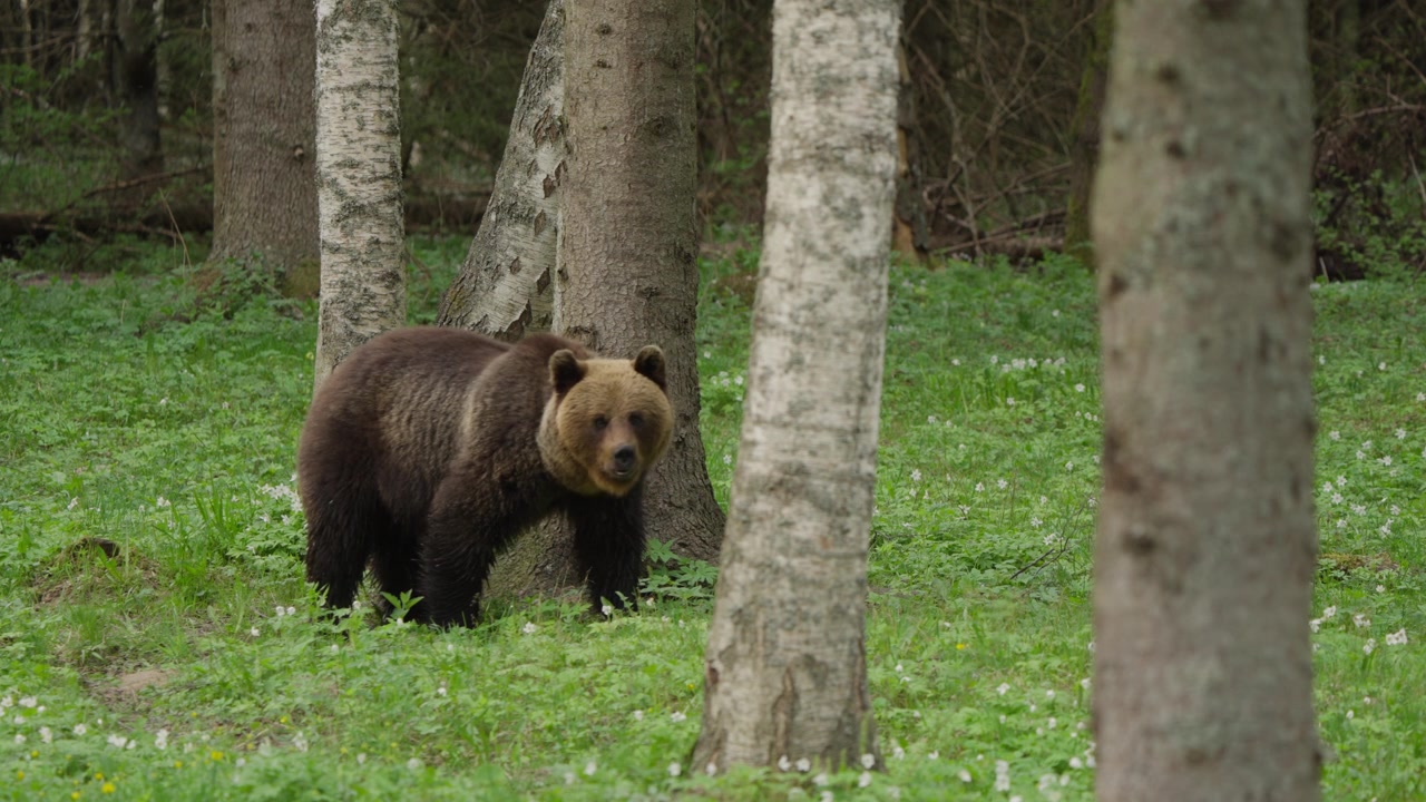 Un oso pardo euroasiático se alza en un bosque de abedules plateados, escaneando los alrededores en cámara lenta entre la vegetación primaveral y el hábitat del sotobosque.