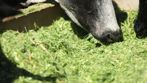 vacas lecheras negras comiendo hierba recién cortada de un comedero - foco