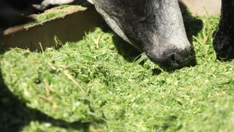 black dairy cows eating fresh cut grass from a trough - focus pull