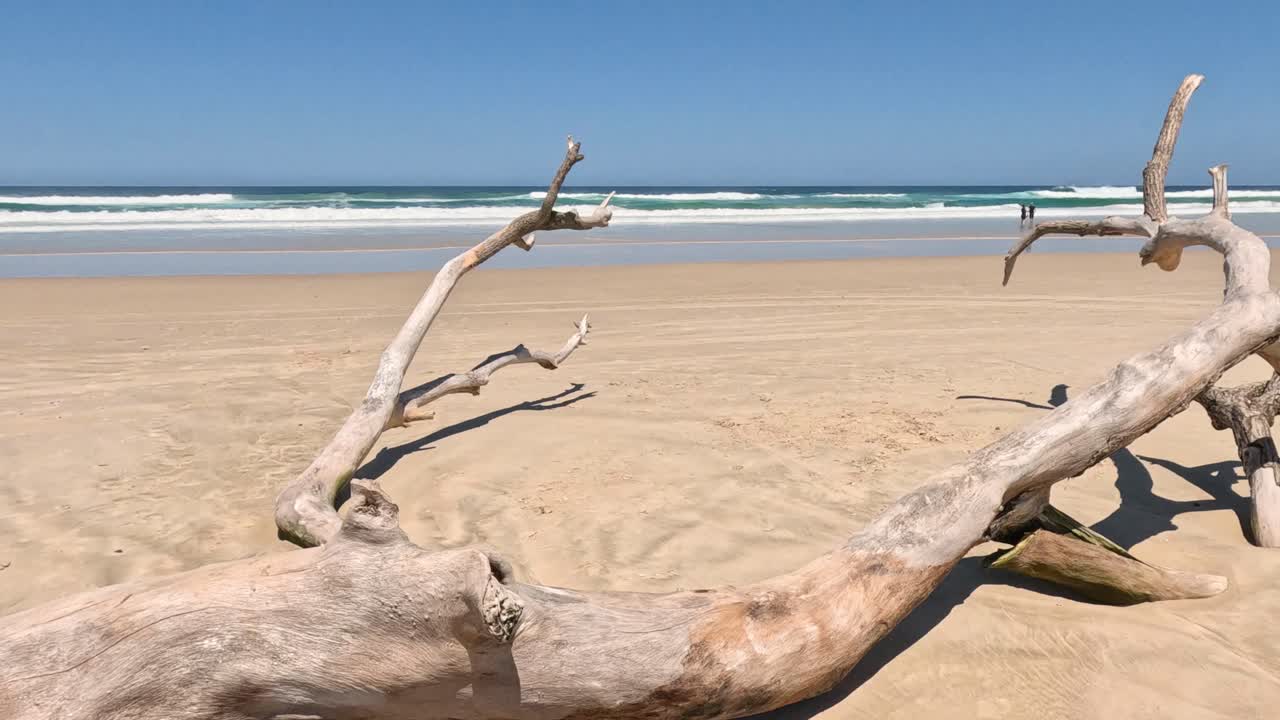 Static view of driftwood on a sandy beach