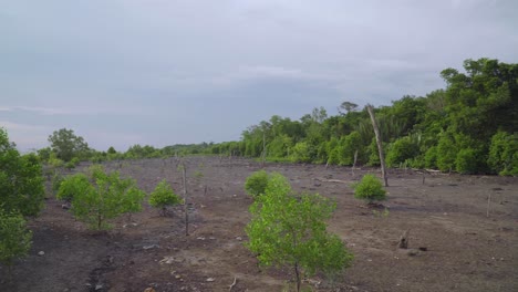 Tropical-mangrove-trees-and-dead-trees-during-low-tide-period-with-rainforest-and-cloudy-sky-background