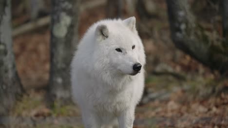 Polarwolf,-Der-Von-Der-Kamera-Wegschaut-Und-Dann-Im-Safaripark-Parc-Omega-In-Quebec,-Kanada,-Gähnt