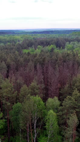 Native Forest Landscape From Drone. Vertical video