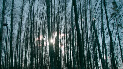 tall slender trees in the forest at sunrise - wide shot