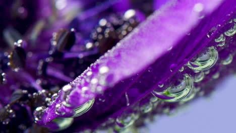 primer plano de una flor púrpura con burbujas de agua