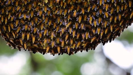 巨型蜜蜂 (giant honey bees) 建立了巨大的巢穴, 裡面有對稱的<unk>袋, 用來儲存蜂蜜作為食物來源.