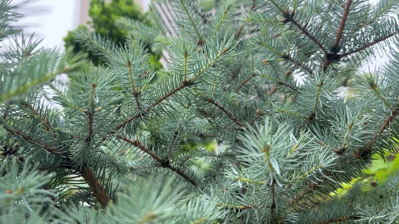 Close-up of green pine branches in a city garden with tall buildings in the background
