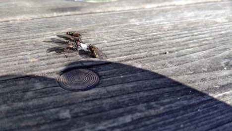 a couple of houseflies gathering around a piece of sugar on a wooden table