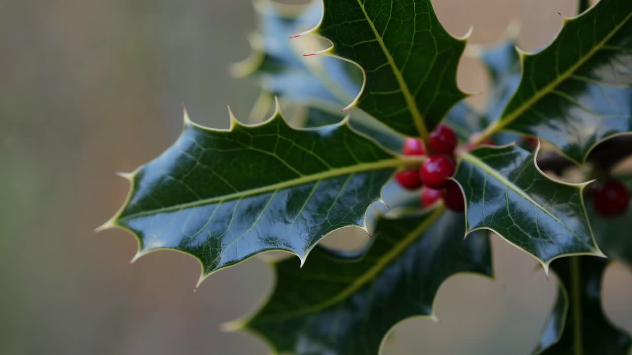 Close-up video shot of holly leaves and red berries, showcasing sharp details and vibrant colors