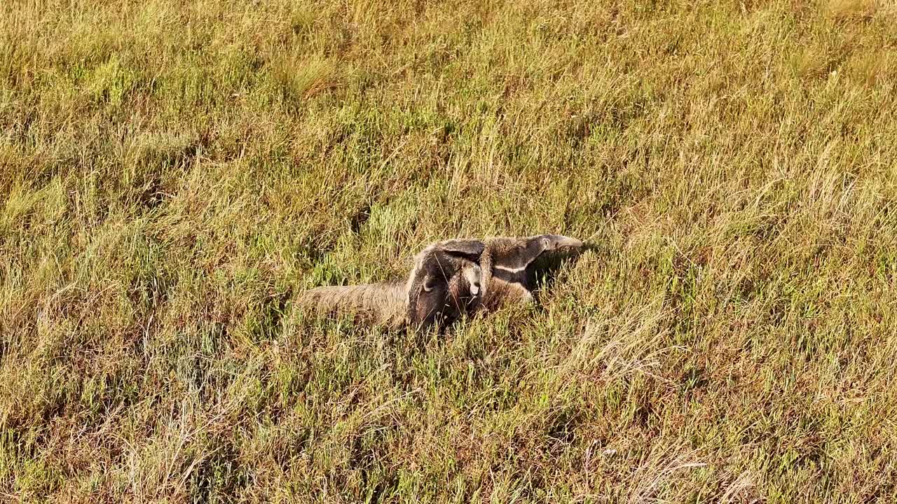 Drone view of a giant anteater, a wild animal released into the wild in a national park in Serra da Canastra