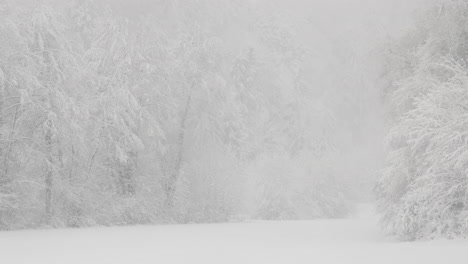 Forest-frozen-in-snowfall,-Snowy-meadow-surrounded-by-tall-trees