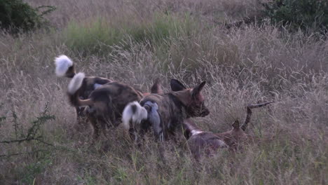 Pack-of-wild-dogs-visciously-tear-apart-impala-dear-that-has-fallen-in-grassland