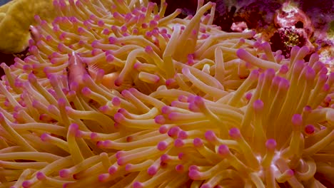 primer plano de pez anémona rosa en anémona en koh tao, tailandia