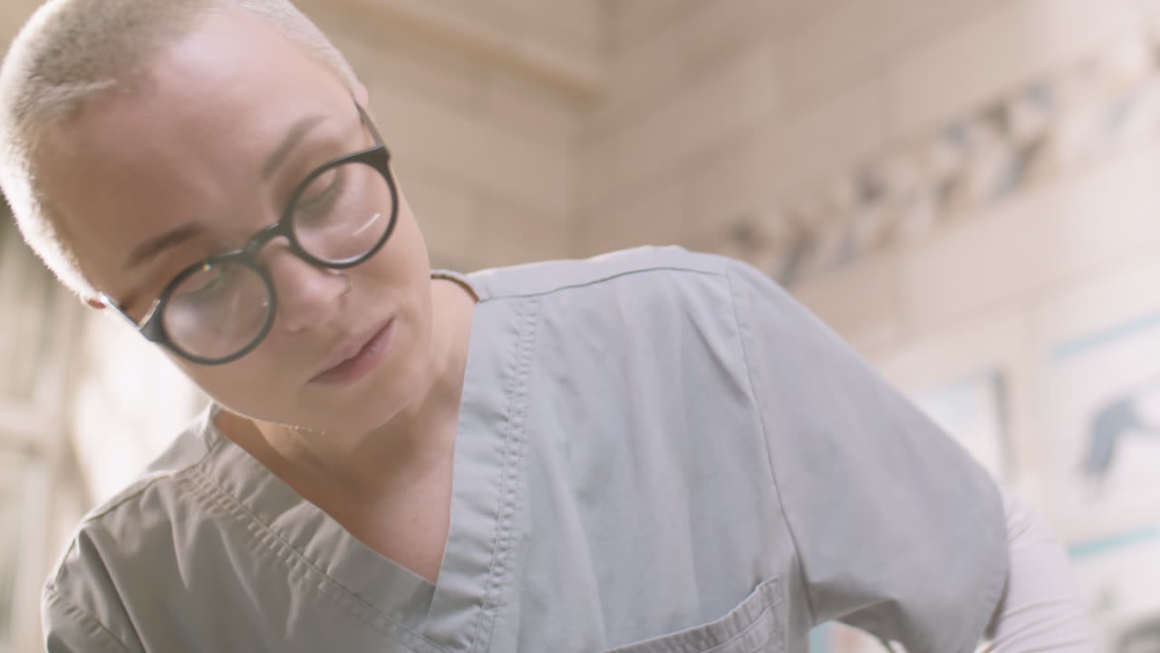 el gato es examinado por el veterinario en la clínica