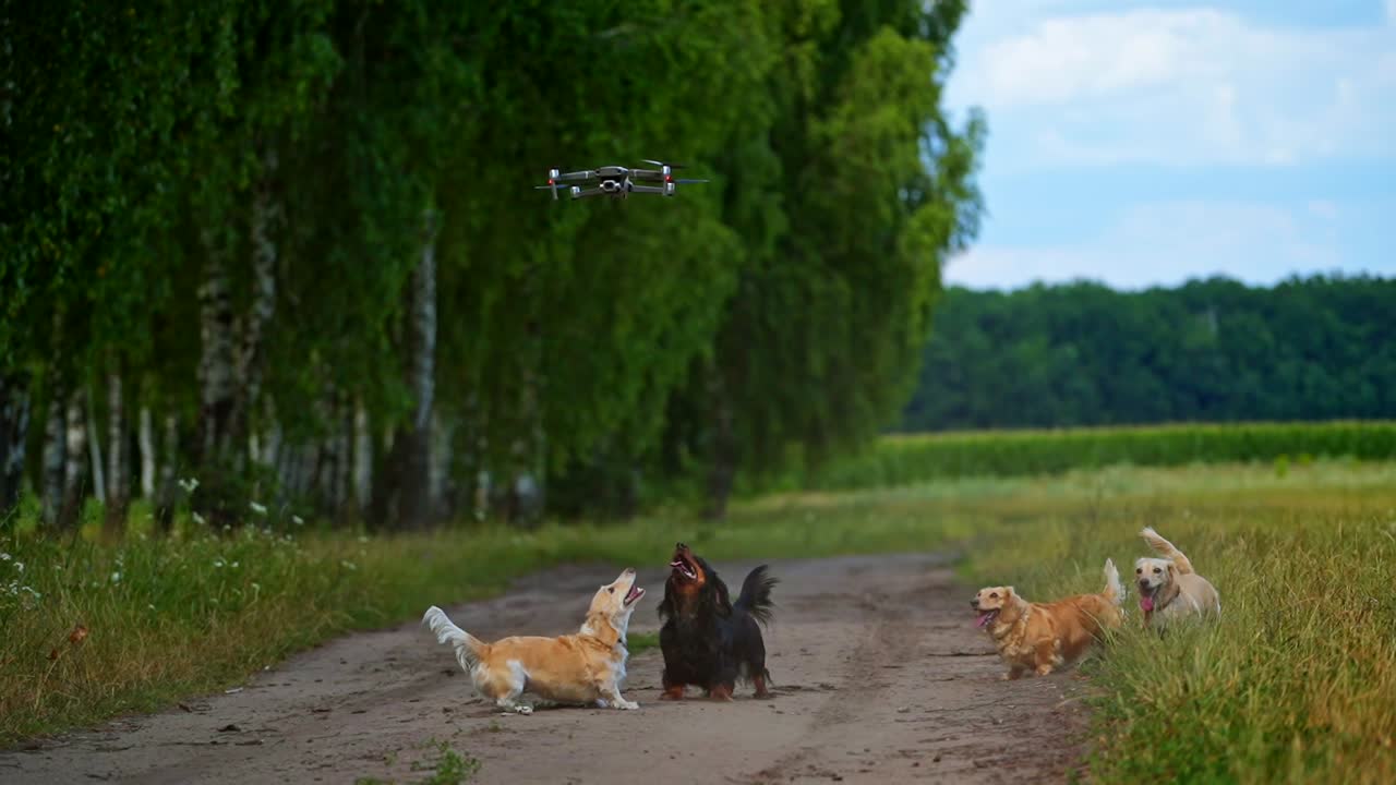 Funny dogs outdoors. Well-groomed dogs bark on a drone flying over their heads. Group of beautiful pedigree pets among green nature.
