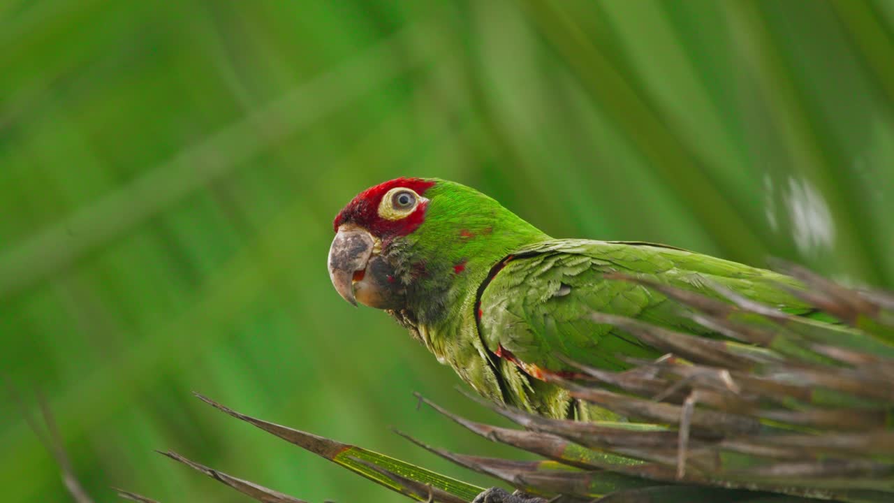 Green parrot perched on a branch in Miraflores, Lima, with vibrant red head