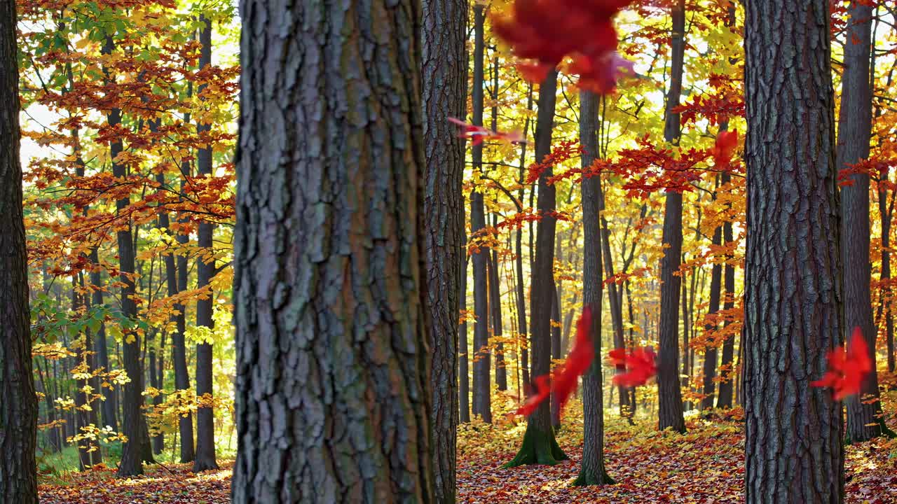 Autumn forest scene with a low-angle view, capturing vibrant fall foliage and tree trunks