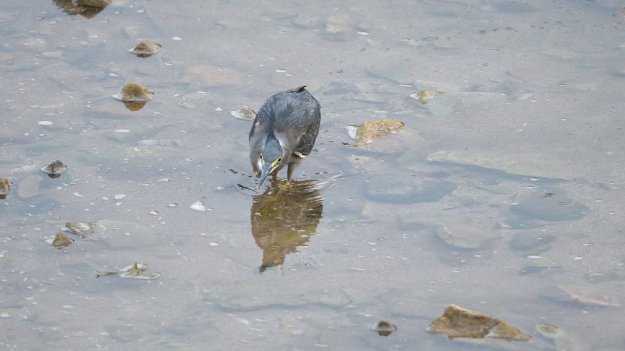 Striated Heron On Ambush In Shallow Water Dives and Catches a Fish, Holding Prey in Beak, Swallows Food - close-up slow motion
