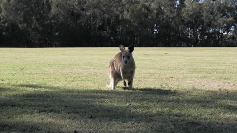 Canguro-Bebé-Moviendo-La-Cabeza-Y-Las-Orejas-Mientras-Pasta-En-Un-Campo-Cubierto-De-Hierba-A-La-Sombra-En-El-Interior-De-Australia