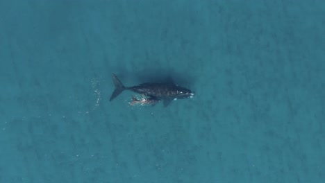 whale mother with baby calf swimming in blue ocean