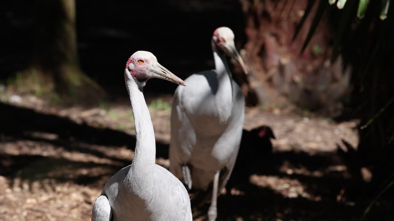 Two storks interacting in a zoo environment