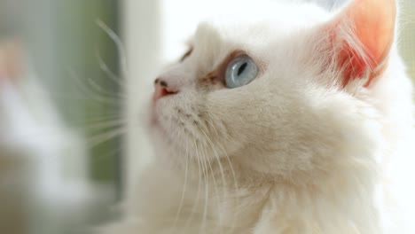 domestic cat with complete heterochromia. white cat with different colored eyes is sitting by the window.