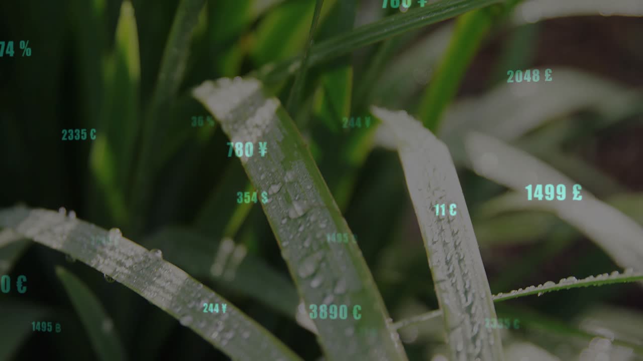 Camera focusing dewy green blades while numeric overlays appearing, shifting, growing to show value
