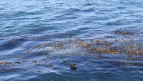 otter diving for food monterey coast guard pier