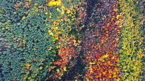 autumn forest with colorful trees