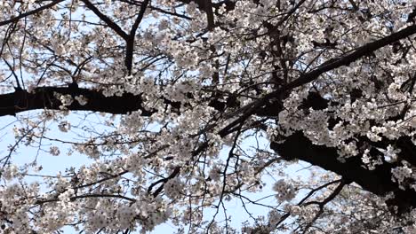 flores de cerezo en pequeños racimos en una rama de cerezo