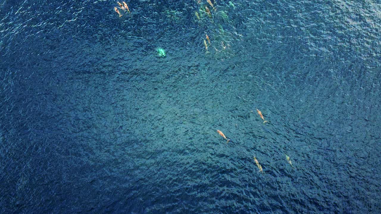Aerial View Of A Pod Of Spinner Dolphins Swimming Together On The Open Blue Sea. - top view aerial