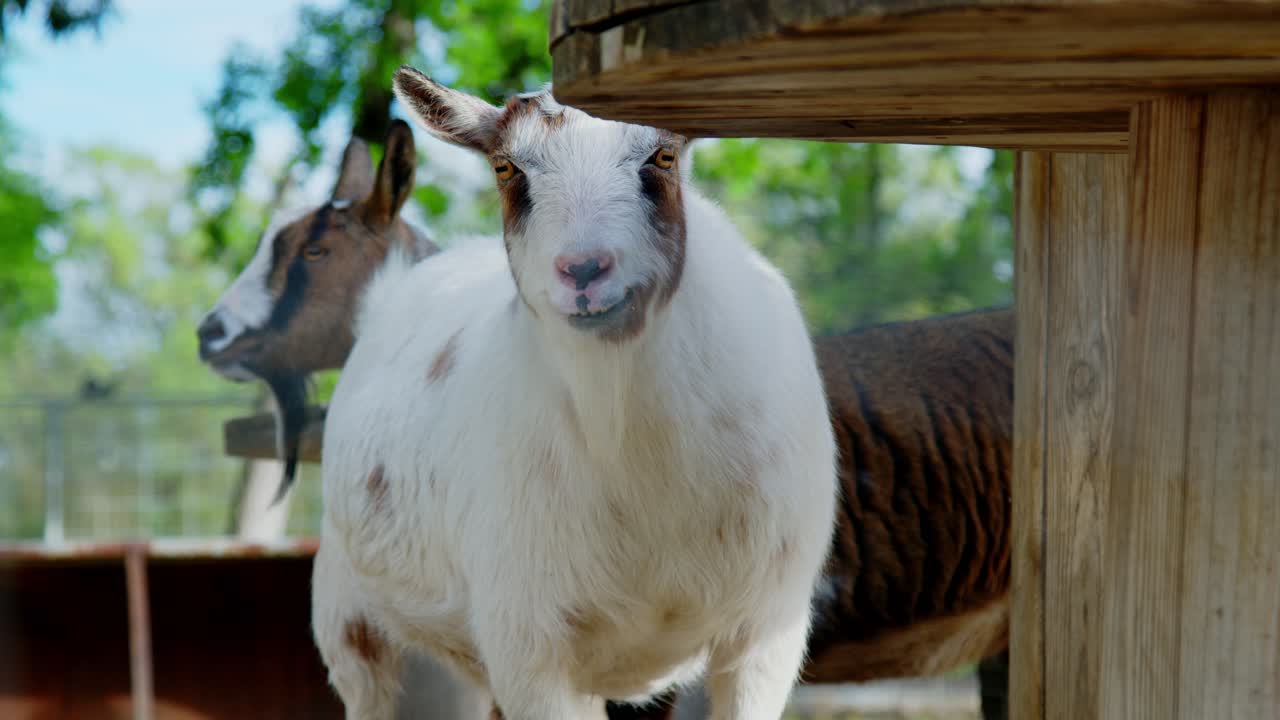 Primo piano di una capra curiosa che fissa direttamente la fotocamera, con altre capre sullo sfondo in una fattoria alla luce naturale, scena di animali rurali.