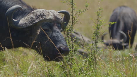 wildebeest grazing in tall grass.