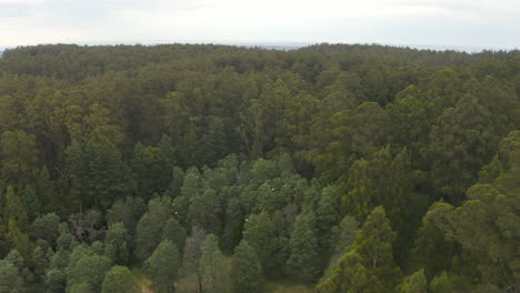 Aerial-perspective-revealing-cockatoos-flying-as-a-family-out-from-Australian-natural-canopy