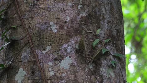 dewlap o cuello que es amarillo extendido a medida que se acerca a su pareja como un ritual, el dragón volador de blanford draco blanfordii, tailandia