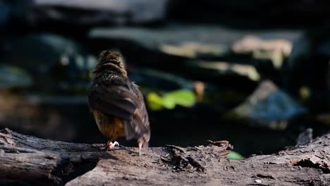 The-Abbot’s-Babbler-is-found-in-the-Himalayas-to-South-Asia-and-the-Southeast-Asia