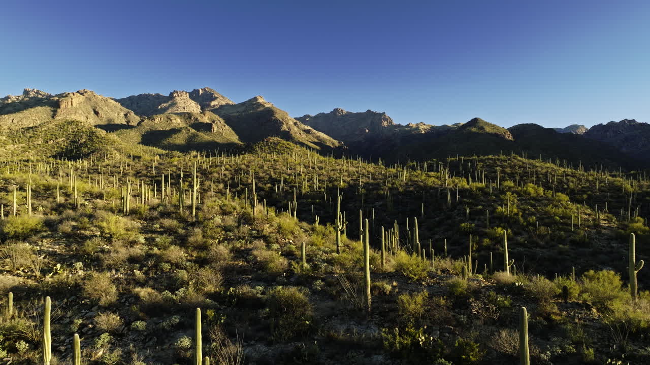 lento movimiento drone imágenes de valle en el desierto con cactus de toda variedad con sombras dramáticas