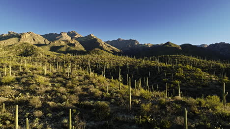 slow moving drone footage of valley in desert with cactus of all variety with dramatic shadows