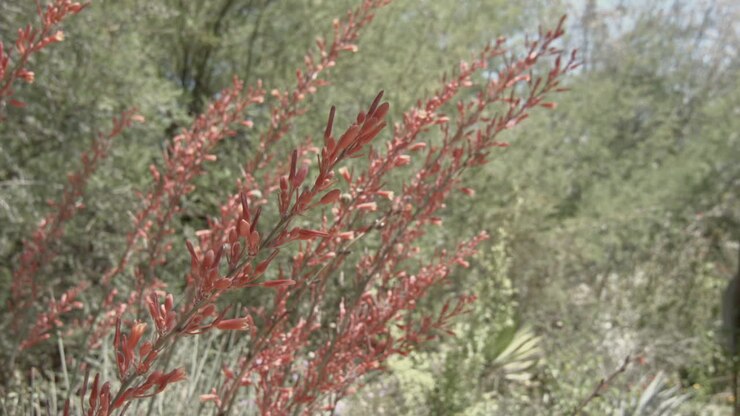 Ripresa a mano libera di fiori di cactus rosa che ondeggiano alla brezza.