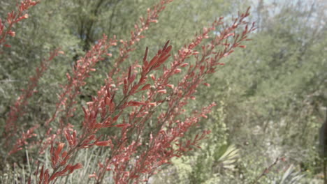 Rosafarbene-Kaktusblumen,-Die-Im-Handschuss-Der-Brise-Wehen