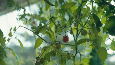 Ripe And Unripe Tomatoes On Vine With Green Leaves