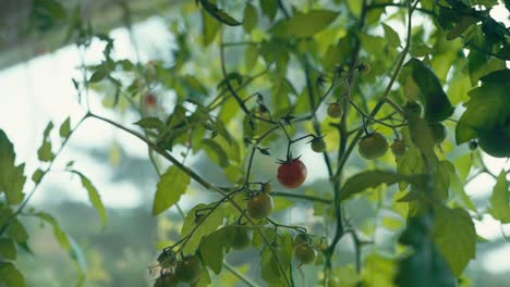 ripe and unripe tomatoes on vine with green leaves