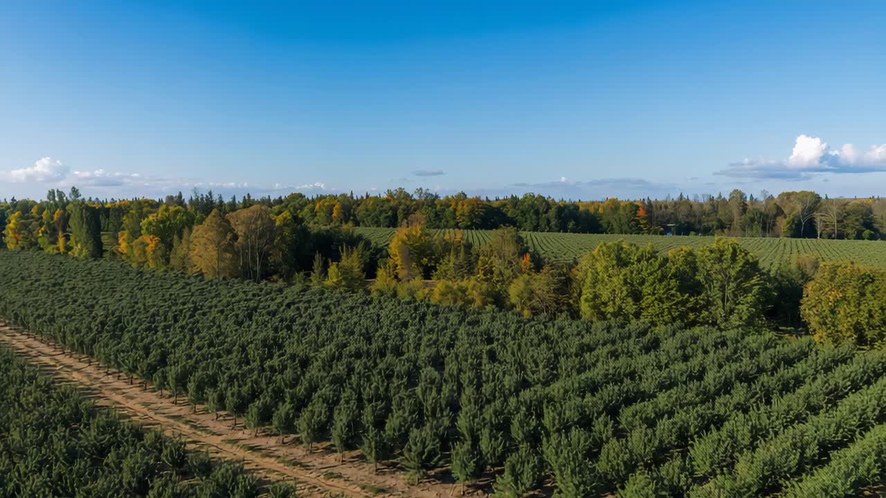 Aerial View of a Tree Farm in Autumn
