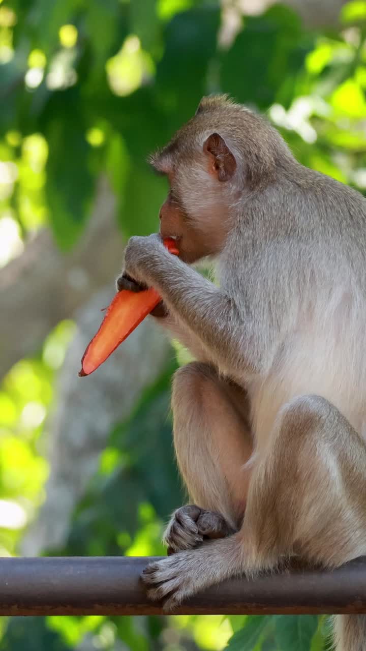 Macaque eating a carrot on a railing
