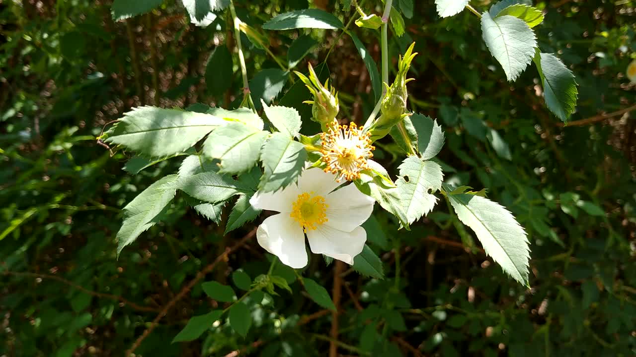 precioso perro blanco rosa rosa canina flor y hojas floreciendo y creciendo en el noroeste pacífico