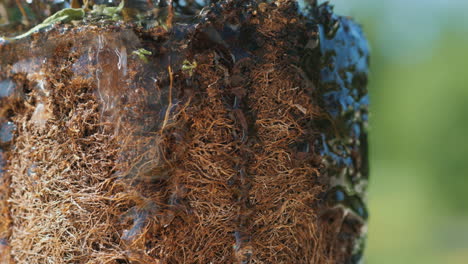 Macro-shot-of-water-drops-flowing-along-dry-plant-roots,-gardening-concept