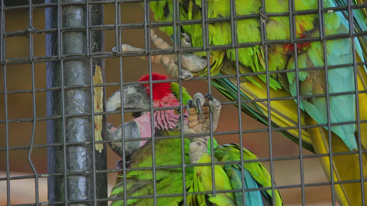 Vibrant Military Macaws bite paint off a pole in cage