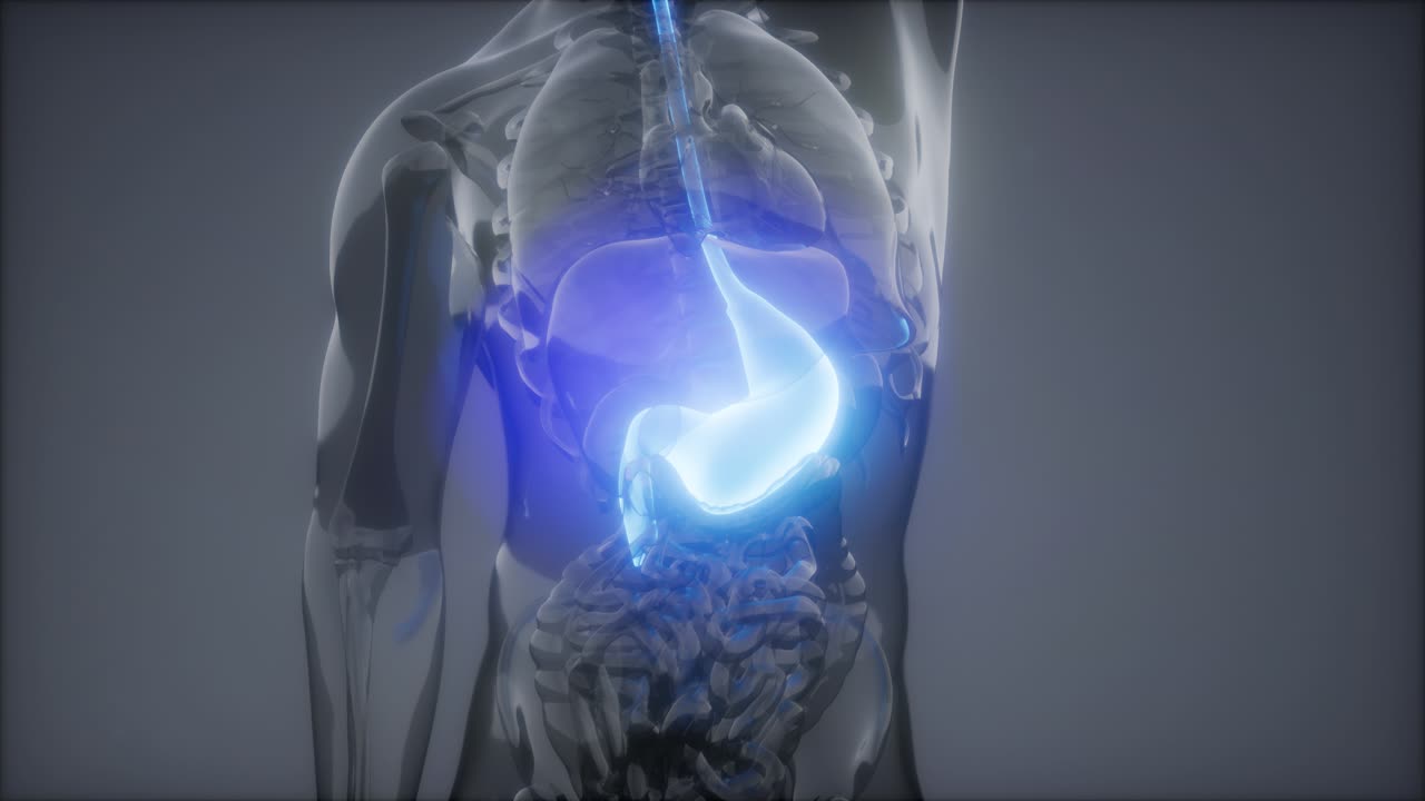 Human Stomach Radiology Exam