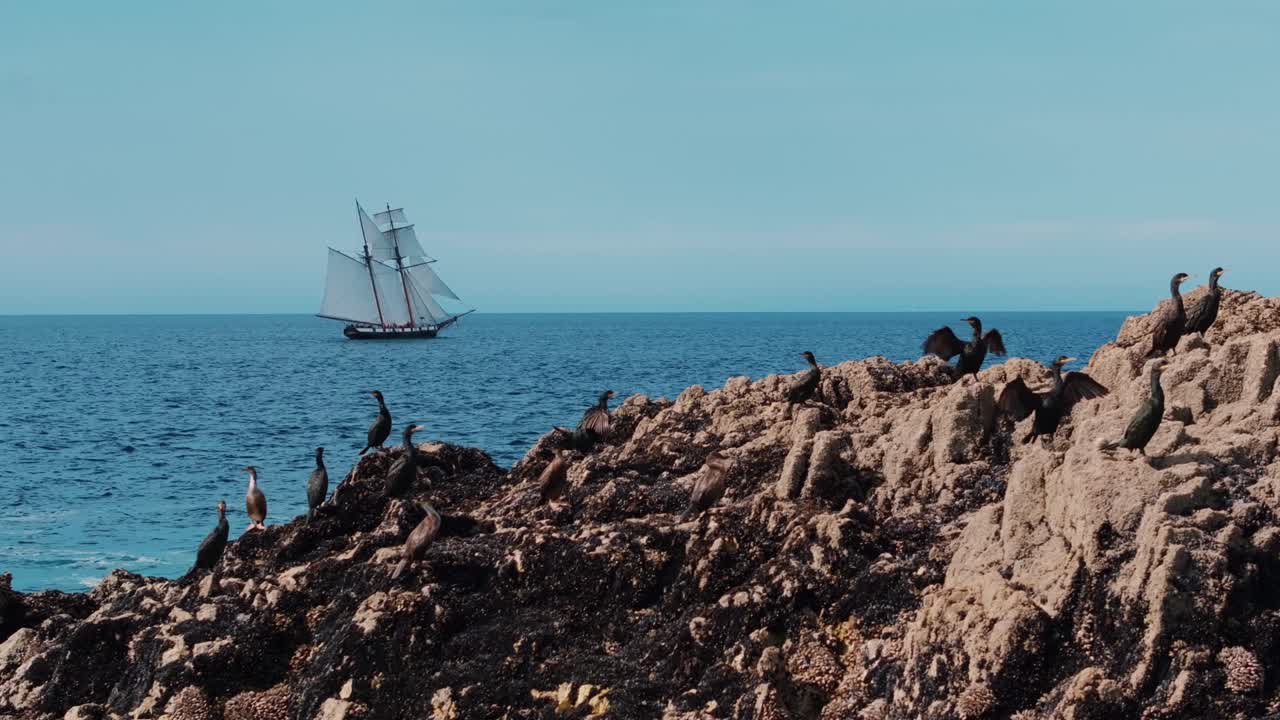 Skarver på kystklipper med sejlskib i baggrunden, Bretagne, Frankrig